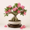 Pink Desert Rose Live Plant - Adenium Succulent, 4-6 Inch Tall, Indoor/Outdoor - Image 1