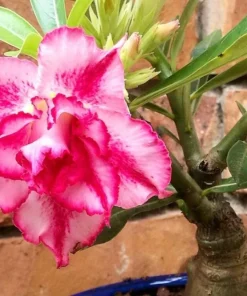 Pink Desert Rose Live Plant - Starter Adenium Obesum - Drought Tolerant Succulent - Image 2