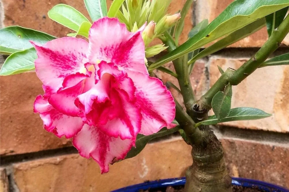 Pink Desert Rose Live Plant - Starter Adenium Obesum - Drought Tolerant Succulent - Image 2