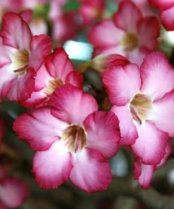 Pink Desert Rose Live Plant - Starter Adenium Obesum - Drought Tolerant Succulent - Image 3