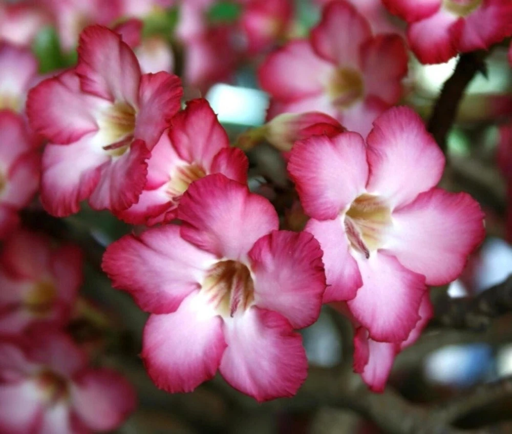 Pink Desert Rose Live Plant - Starter Adenium Obesum - Drought Tolerant Succulent - Image 3