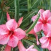 Pink Desert Rose Live Plant - Starter Adenium Obesum - Drought Tolerant Succulent - Image 1
