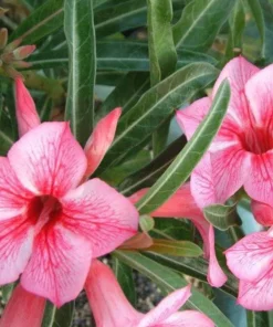 Pink Desert Rose Live Plant - Starter Adenium Obesum - Drought Tolerant Succulent - Image 1