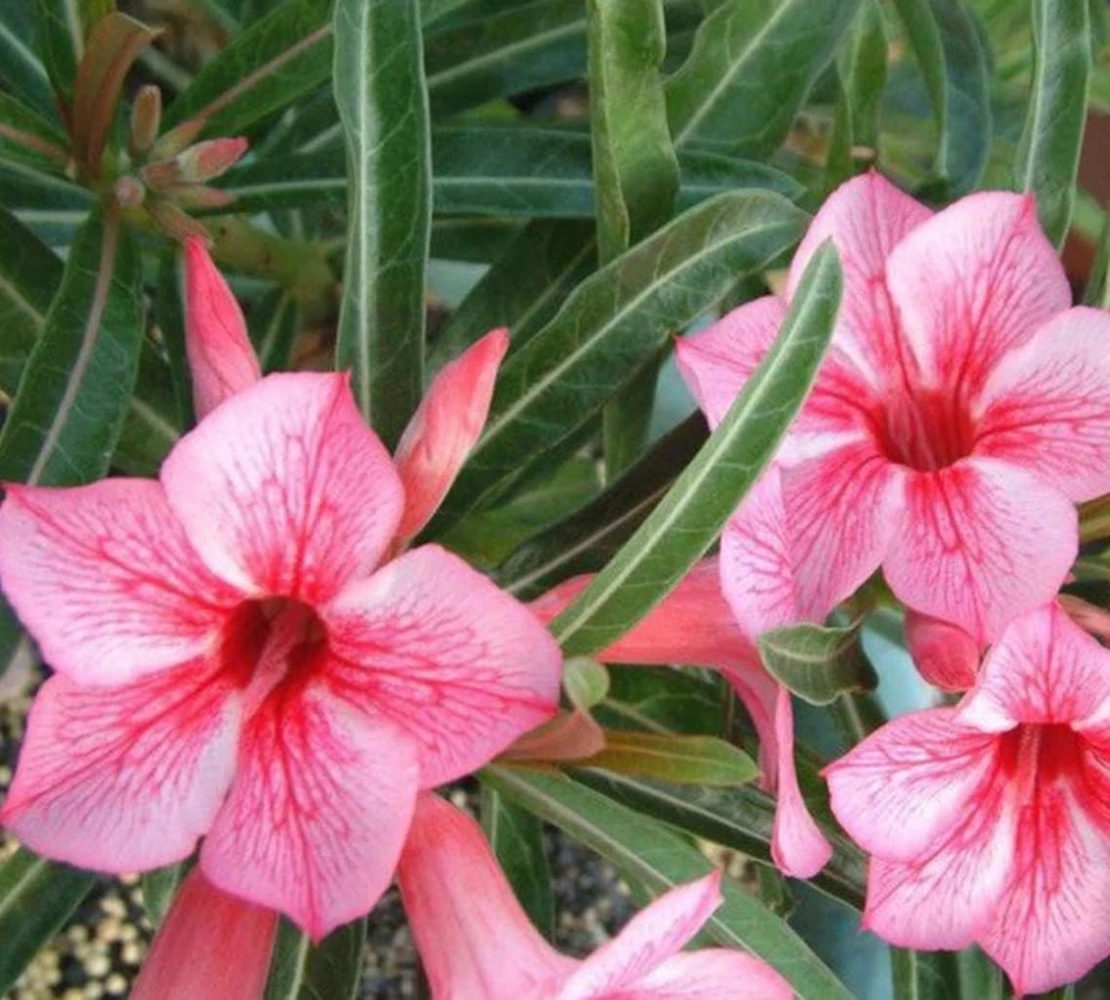 Pink Desert Rose Live Plant - Starter Adenium Obesum - Drought Tolerant Succulent - Image 1