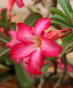 Pink Desert Rose Live Plants - 2 Pack Adenium Succulents for Garden, 4-6 Inch Tall - Image 2