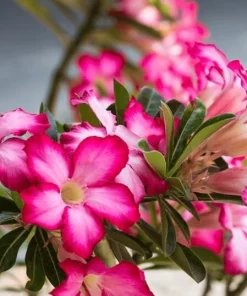 Pink Desert Rose Live Plants - 2 Pack Adenium Succulents for Garden, 4-6 Inch Tall - Image 3