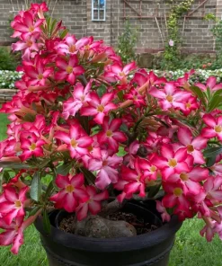 Pink Desert Rose Live Plants - 2 Pack Adenium Succulents for Garden, 4-6 Inch Tall - Image 4