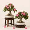 Pink Desert Rose Live Plants - 2 Pack Adenium Succulents for Garden, 4-6 Inch Tall - Image 1