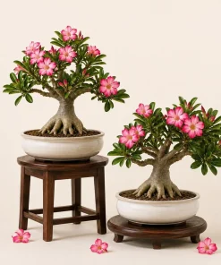 Pink Desert Rose Live Plants - 2 Pack Adenium Succulents for Garden, 4-6 Inch Tall - Image 1
