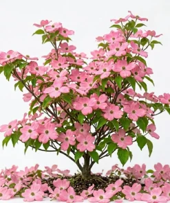 Pink Dogwood Tree Live Plant - 8-12" Tall Flowering Ornamental Tree in Quart Pot, Zones 5-9 - Image 2