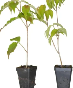 Pink Dogwood Tree Live Plant - 8-12