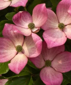 Pink Dogwood Tree Live Plant - 8-12