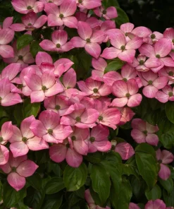 Pink Dogwood Tree Live Plant - 8-12
