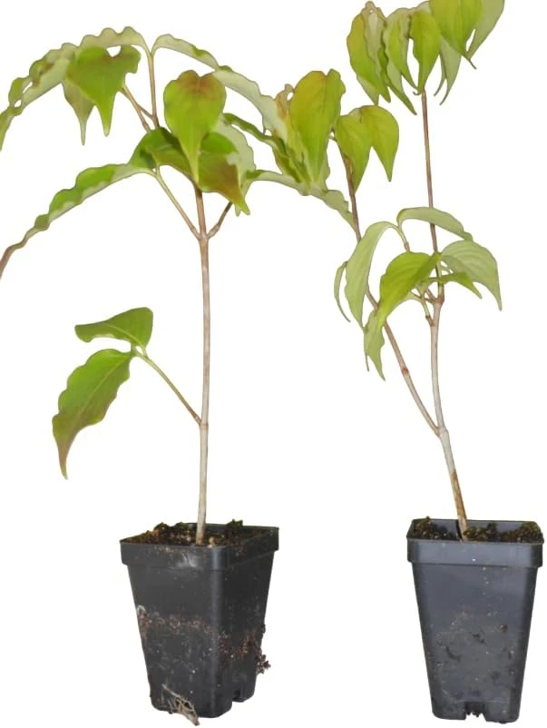 Pink Dogwood Tree Live Plant - Cornus florida - 6-12" Tall Quart Pot - Outdoor - Image 2