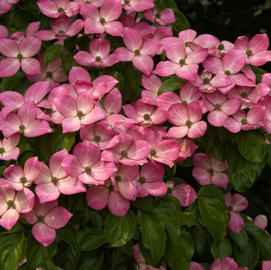 Pink Dogwood Tree Live Plant - Cornus florida - 6-12" Tall Quart Pot - Outdoor - Image 4