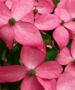 Pink Dogwood Tree Live Plant - Cornus florida - 6-12