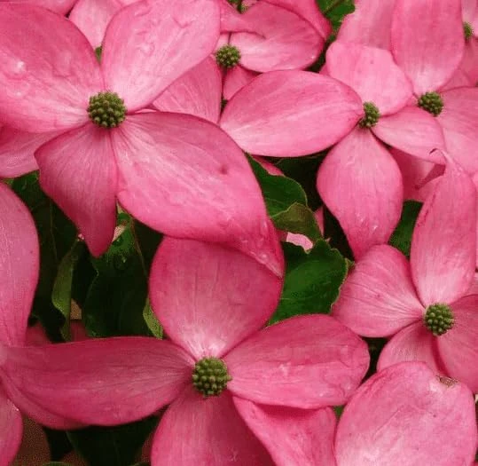 Pink Dogwood Tree Live Plant - Cornus florida - 6-12" Tall Quart Pot - Outdoor - Image 5