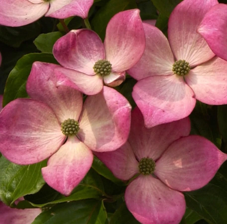Pink Dogwood Tree Live Plant - Cornus florida - 6-12" Tall Quart Pot - Outdoor - Image 6