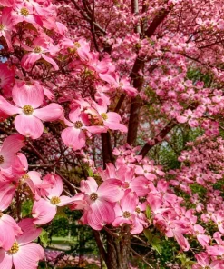 Pink Dogwood Tree Live Plant - Cornus florida - 6-12