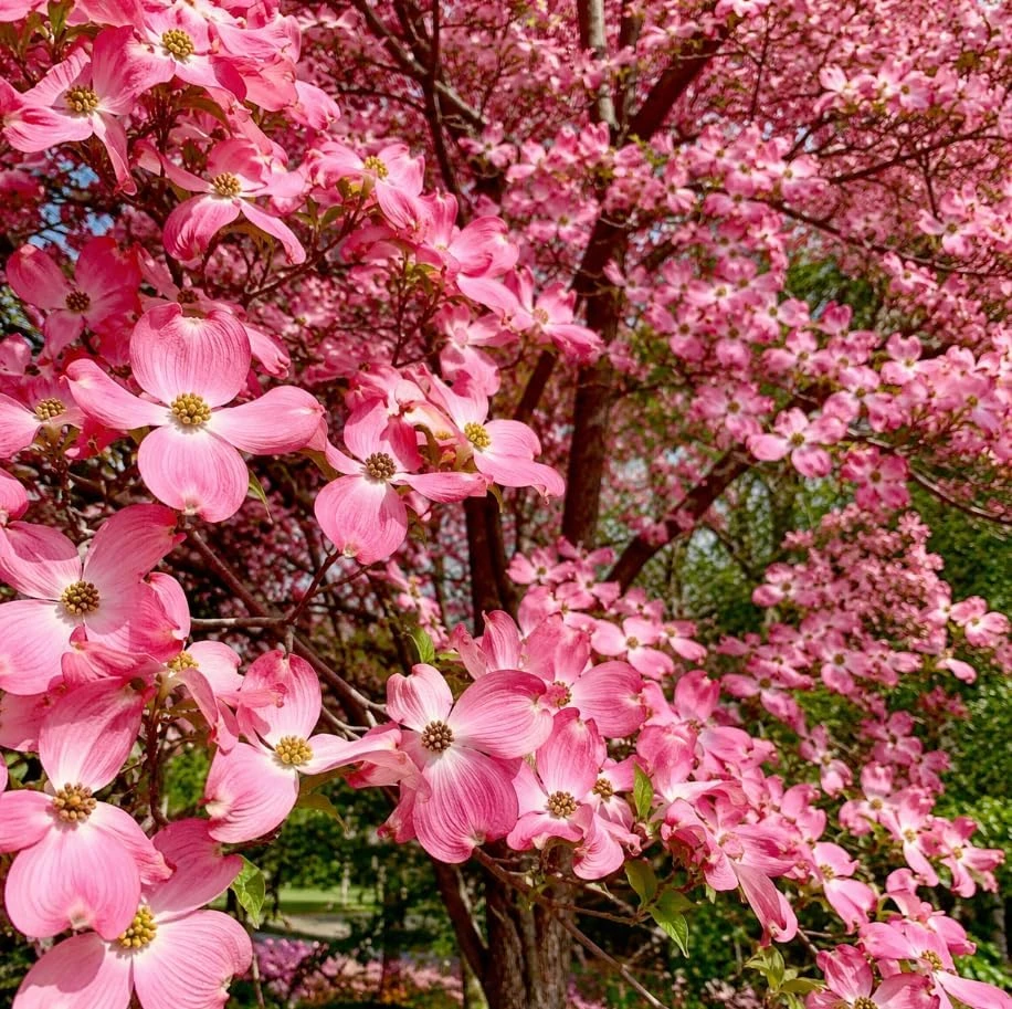 Pink Dogwood Tree Live Plant - Cornus florida - 6-12" Tall Quart Pot - Outdoor - Image 7
