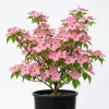 Pink Dogwood Tree Live Plant - Cornus florida - 6-12" Tall Quart Pot - Outdoor - Image 1