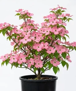 Pink Dogwood Tree Live Plant - Cornus florida - 6-12" Tall Quart Pot - Outdoor - Image 1
