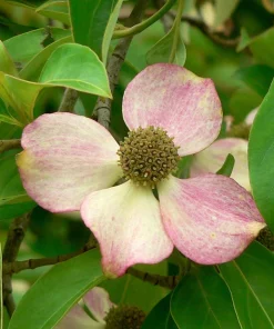 Pink Dogwood Tree Seeds - Cornus Capitata Angustata Kousa - 5 Seeds - Image 2