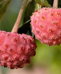 Pink Dogwood Tree Seeds - Cornus Capitata Angustata Kousa - 5 Seeds - Image 4