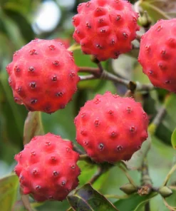 Pink Dogwood Tree Seeds - Cornus Capitata Angustata Kousa - 5 Seeds - Image 5