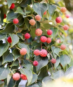 Pink Dogwood Tree Seeds - Cornus Capitata Angustata Kousa - 5 Seeds - Image 6