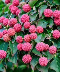 Pink Dogwood Tree Seeds - Cornus Capitata Angustata Kousa - 5 Seeds - Image 7