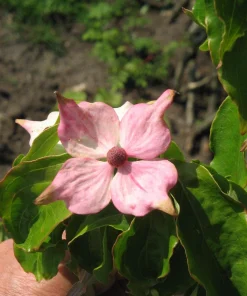 Pink Dogwood Tree Seeds - Cornus Capitata Angustata Kousa - 5 Seeds - Image 8