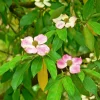 Pink Dogwood Tree Seeds - Cornus Capitata Angustata Kousa - 5 Seeds - Image 1