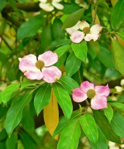 Pink Dogwood Tree Seeds - Cornus Capitata Angustata Kousa - 5 Seeds - Image 1