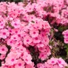 Pink Drummond Phlox Seeds - 100 Count - Fragrant Phlox Drummondii - Image 1