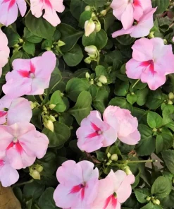 Pink Dwarf Impatiens Flower Seeds - 50 Seeds - Part Sun to Full Shade - Image 2