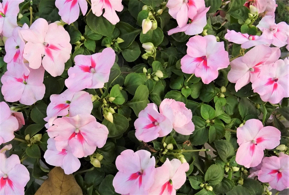 Pink Dwarf Impatiens Flower Seeds - 50 Seeds - Part Sun to Full Shade - Image 2