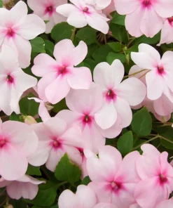 Pink Dwarf Impatiens Flower Seeds - 50 Seeds - Part Sun to Full Shade - Image 3