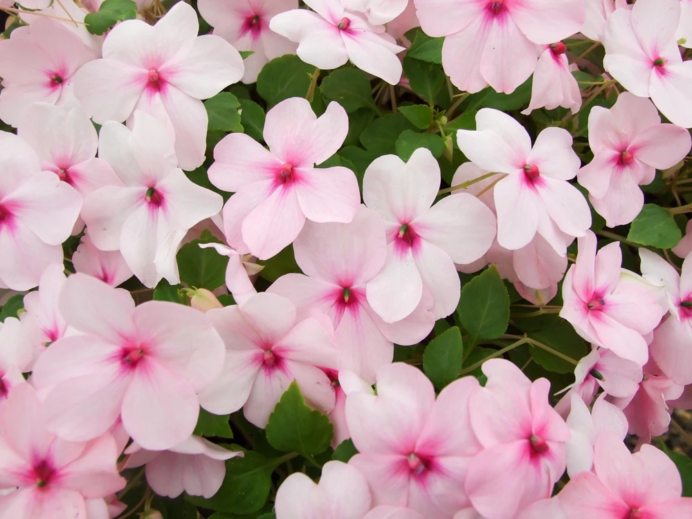 Pink Dwarf Impatiens Flower Seeds - 50 Seeds - Part Sun to Full Shade - Image 3