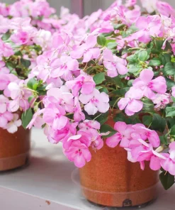 Pink Dwarf Impatiens Flower Seeds - 50 Seeds - Part Sun to Full Shade - Image 4