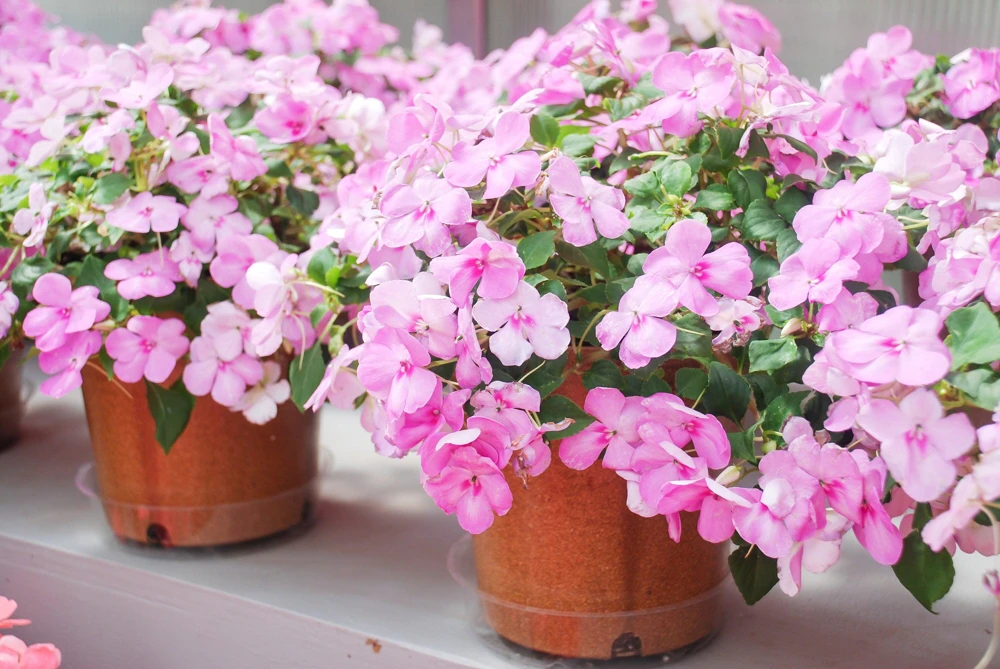 Pink Dwarf Impatiens Flower Seeds - 50 Seeds - Part Sun to Full Shade - Image 4