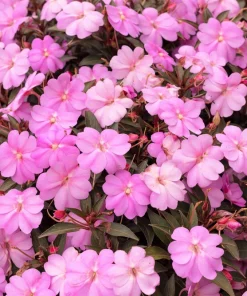 Pink Dwarf Impatiens Flower Seeds - 50 Seeds - Part Sun to Full Shade - Image 5