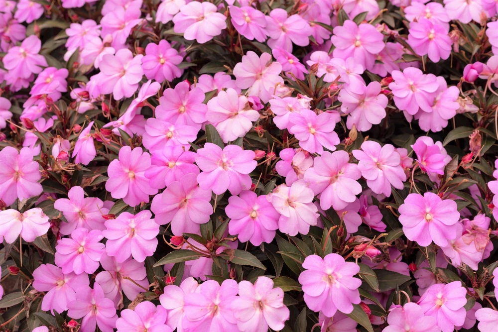 Pink Dwarf Impatiens Flower Seeds - 50 Seeds - Part Sun to Full Shade - Image 5
