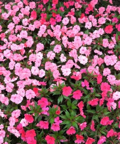 Pink Dwarf Impatiens Flower Seeds - 50 Seeds - Part Sun to Full Shade - Image 6