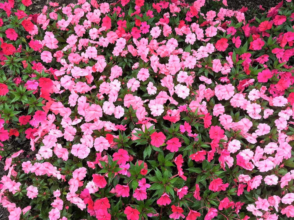 Pink Dwarf Impatiens Flower Seeds - 50 Seeds - Part Sun to Full Shade - Image 6