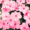Pink Dwarf Impatiens Flower Seeds - 50 Seeds - Part Sun to Full Shade - Image 1