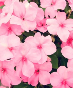Pink Dwarf Impatiens Flower Seeds - 50 Seeds - Part Sun to Full Shade - Image 1