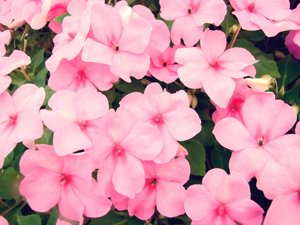 Pink Dwarf Impatiens Flower Seeds - 50 Seeds - Part Sun to Full Shade - Image 1