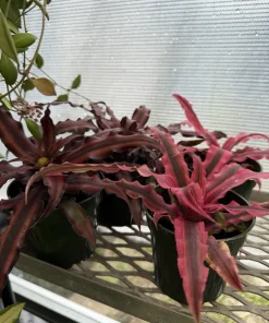 Pink Earth Star Bromeliad Live Plant - Cryptanthus bromelioides Houseplant - Image 2
