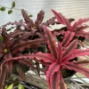 Pink Earth Star Bromeliad Live Plant - Cryptanthus bromelioides Houseplant - Image 1
